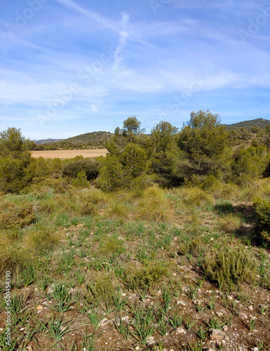 Forest in Sierra Nevada in springtime