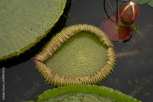 Top view of a Victoria cruziana, also known as Giant Water Lily, flower bud and large floating leaves, growing in the pond.
