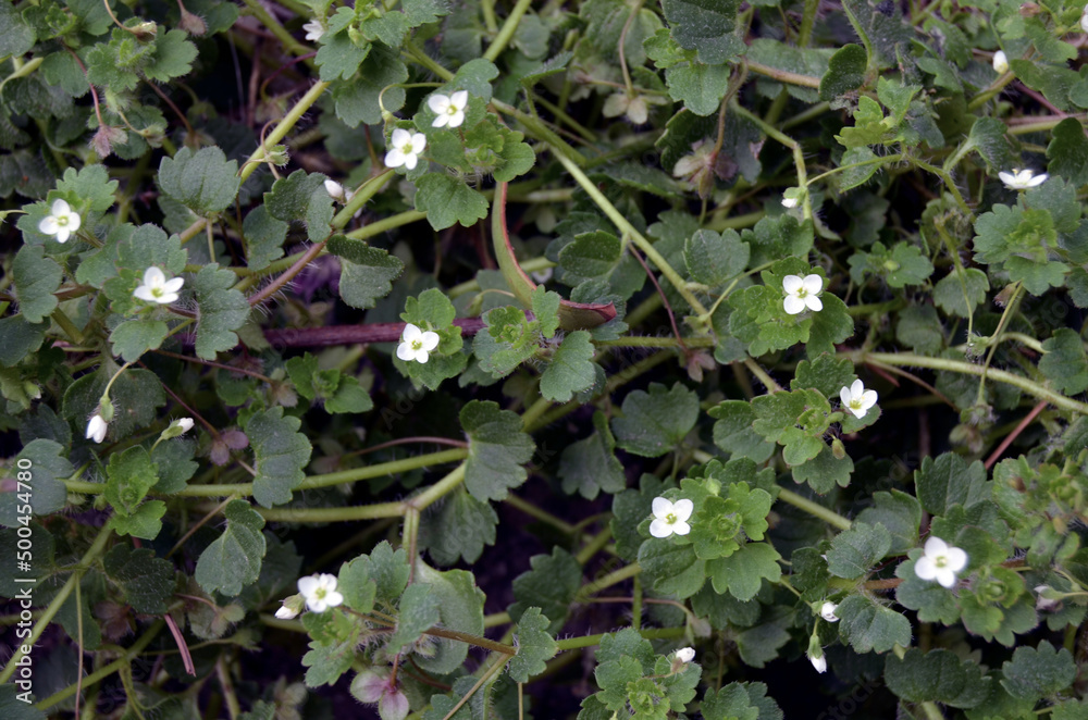 small white flowers in the meadow background small white flowers in the meadow background