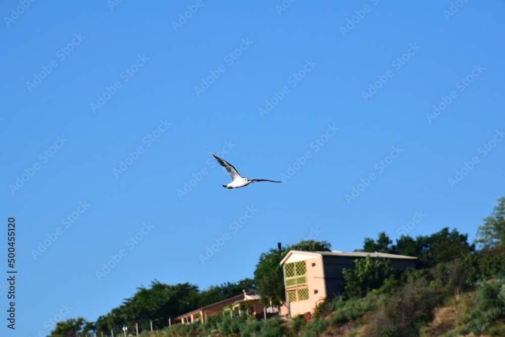 A seagull flies against the blue sky. In the background blurred background of a building on a hill A seagull flies against the blue sky. In the background blurred background of a building on a hill