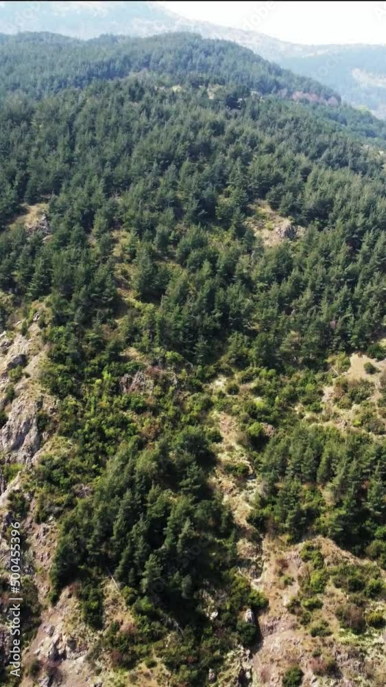 mountains and pine trees mountains and pine trees