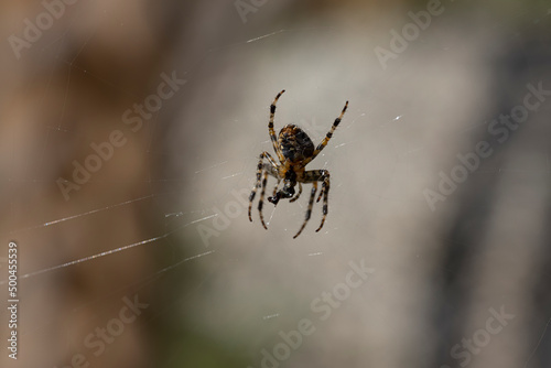 Spider on a web on a natural background. Close-up macro view.