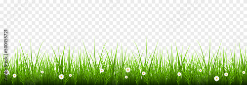 Vector young grass png. Lawn, grass with flowers on an isolated transparent background. Background with grass.