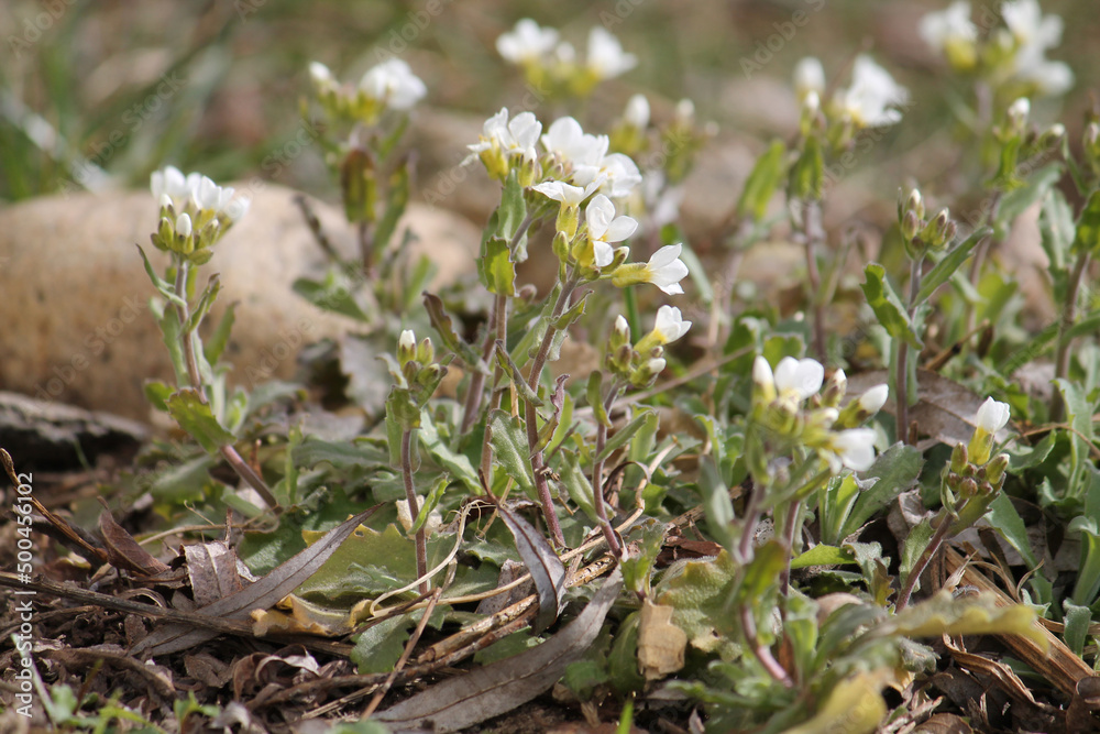 Flowering Caucasian rockcress (Arabis caucasica) plants with white flowers in garden. April, Belarus Flowering Caucasian rockcress (Arabis caucasica) plants with white flowers in garden. April, Belarus