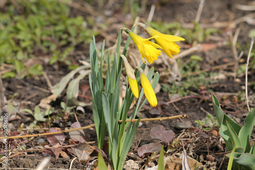 Yellow flowers of pygmy daffodil (Narcissus asturiensis) in garden. April, Belarus