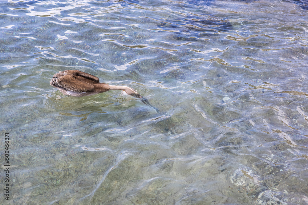 Pelican hunting in the shallow water at Playa Grandi (Playa Piscado) on the Caribbean island Curacao
