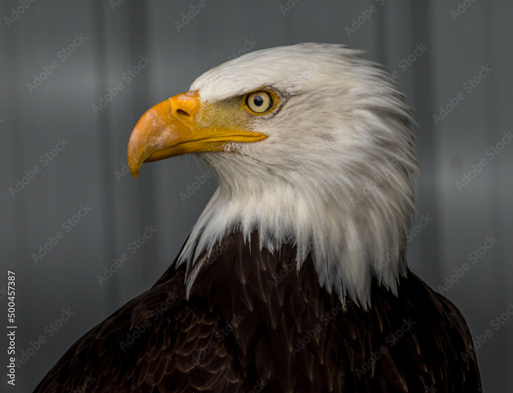 Bald Eagle keeps alert Birds of Prey Centre Coleman Alberta Canada