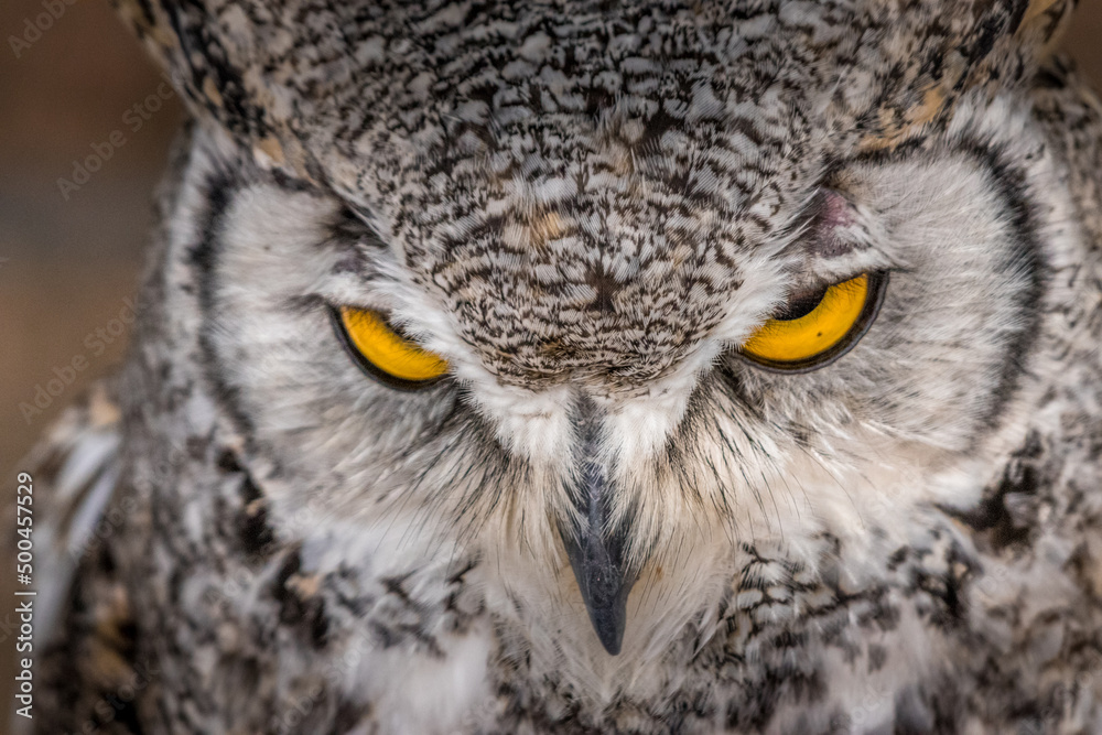 Fototapeta premium Under the watchful gaze of the Great Horned Owl Birds of Prey Centre Coleman Alberta Canada