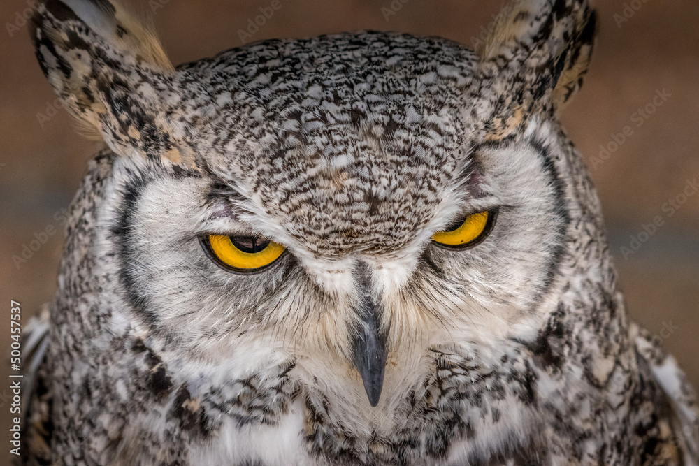 Fototapeta premium Under the watchful gaze of the Great Horned Owl Birds of Prey Centre Coleman Alberta Canada