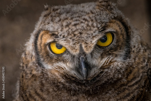 Under the watchful gaze of the Great Horned Owl Birds of Prey Centre Coleman Alberta Canada © David