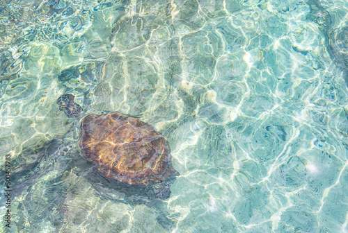 Green sea turtle swimming in the shallow water at Playa Grandi (Playa Piscado) on the Caribbean island Curacao