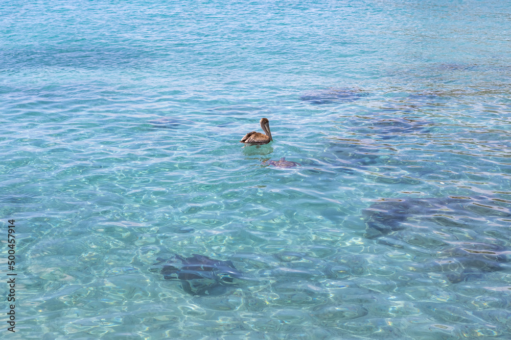 Sea turtle and pelican swimming in the shallow water at Playa Grandi (Playa Piscado) on the Caribbean island Curacao