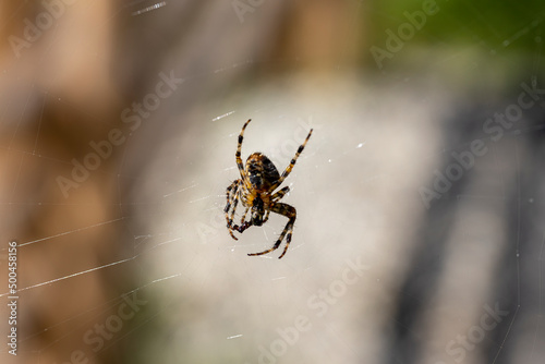Spider on a web on a natural background. Close-up macro view.