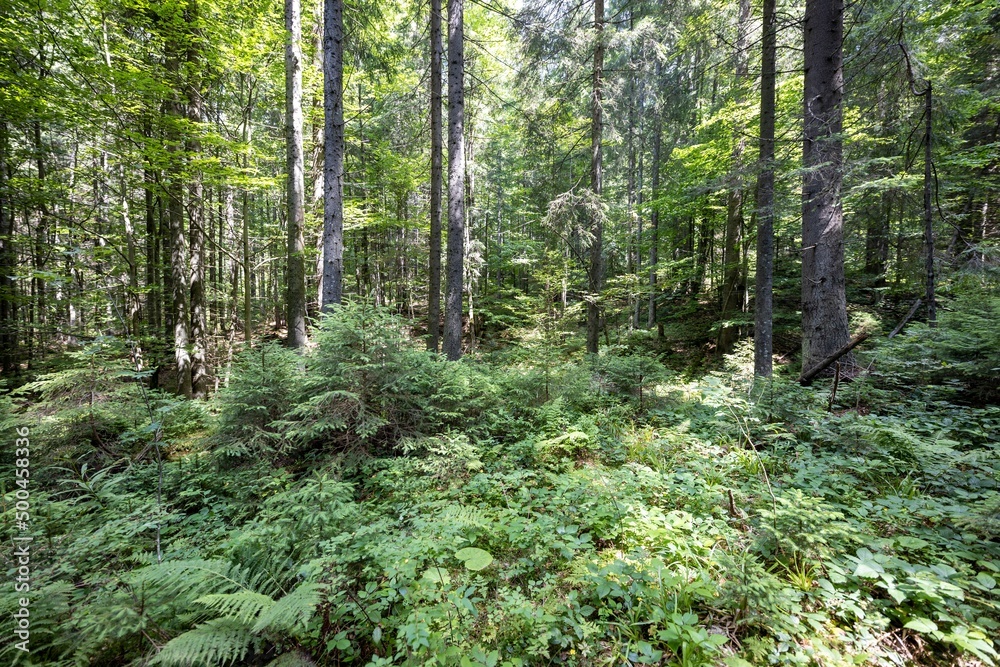 Obraz premium Mountain forest in the Ukrainian Carpathians.