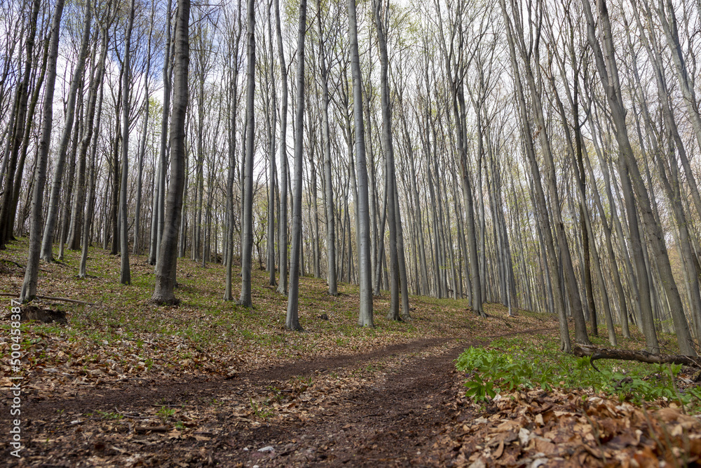 Obraz premium forest in autumn