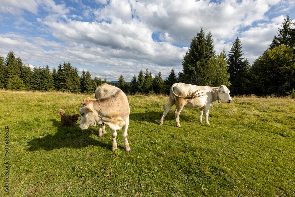 Cows on a green meadow in the Ukrainian Carpathians on a summer day.
