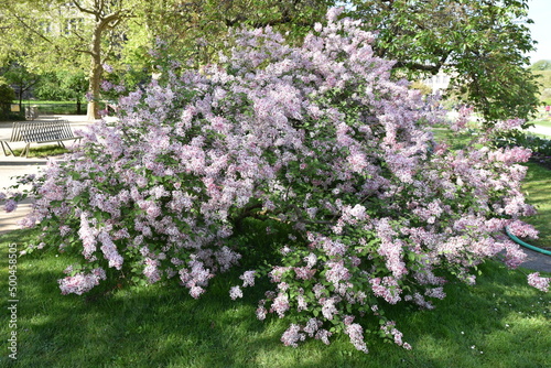 Lilas en fleurs au printemps