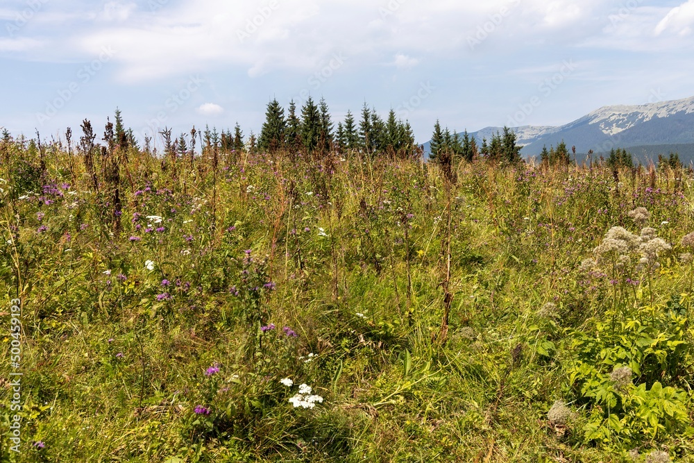 Fototapeta premium Green mountain meadows in the high Carpathians