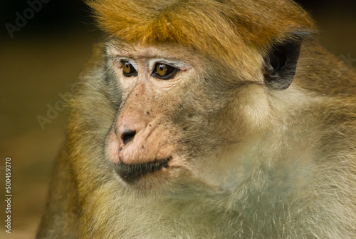 Male macaque at Peradeniya botanical gardens  Sri Lanka