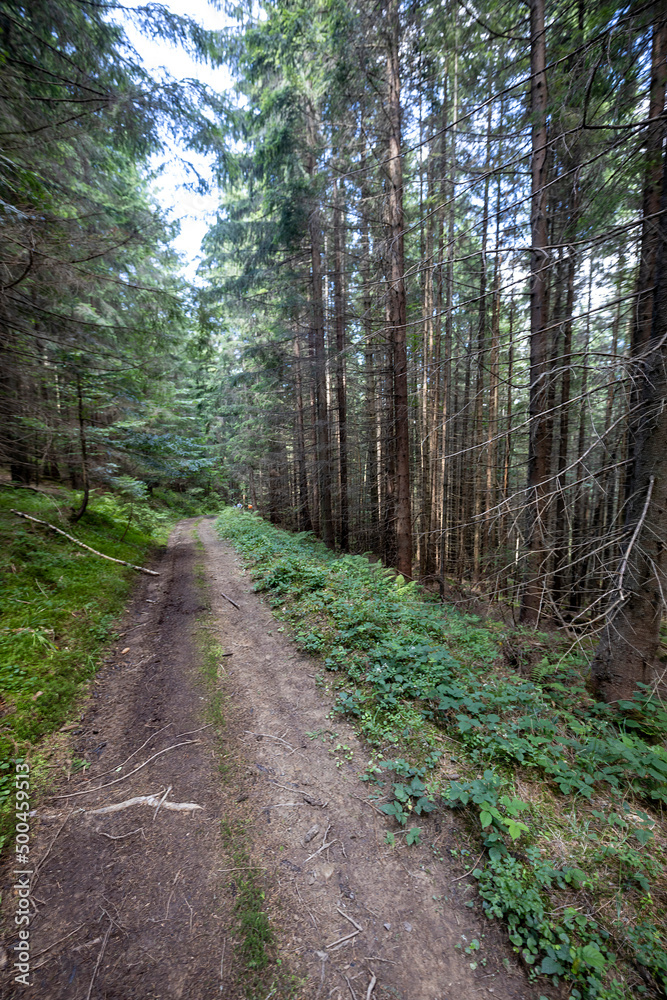 Mountain dirt road in the Ukrainian Carpathians on a summer day. Mountain dirt road in the Ukrainian Carpathians on a summer day.