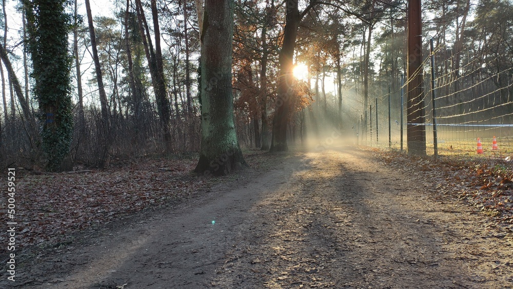 Obraz premium Sun rays true trees