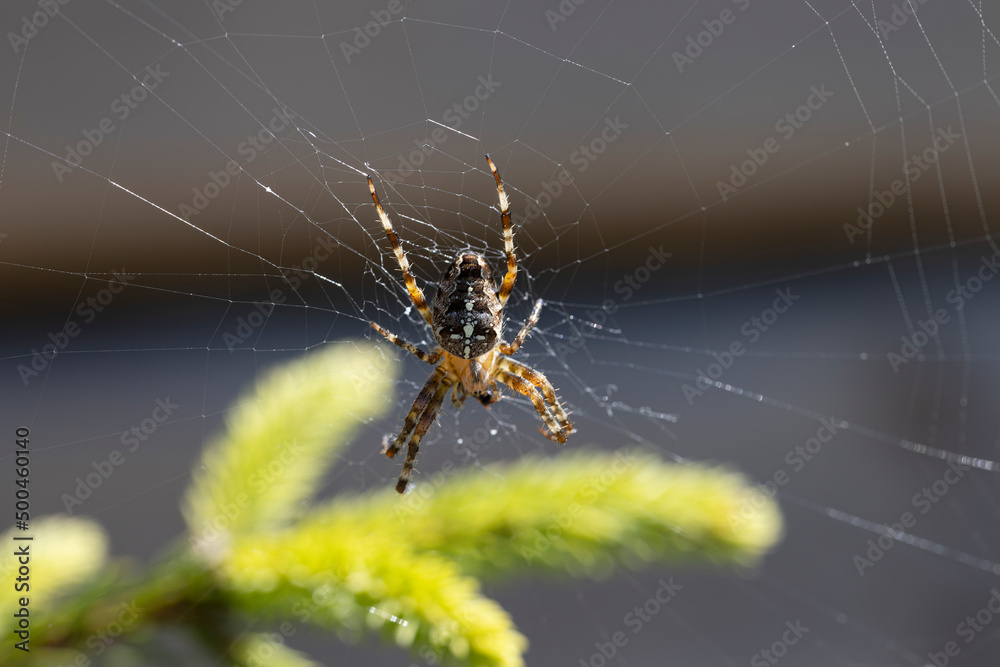 Spider on a pine branch illuminated by sunlight. Close-up macro view. Spider on a pine branch illuminated by sunlight. Close-up macro view.