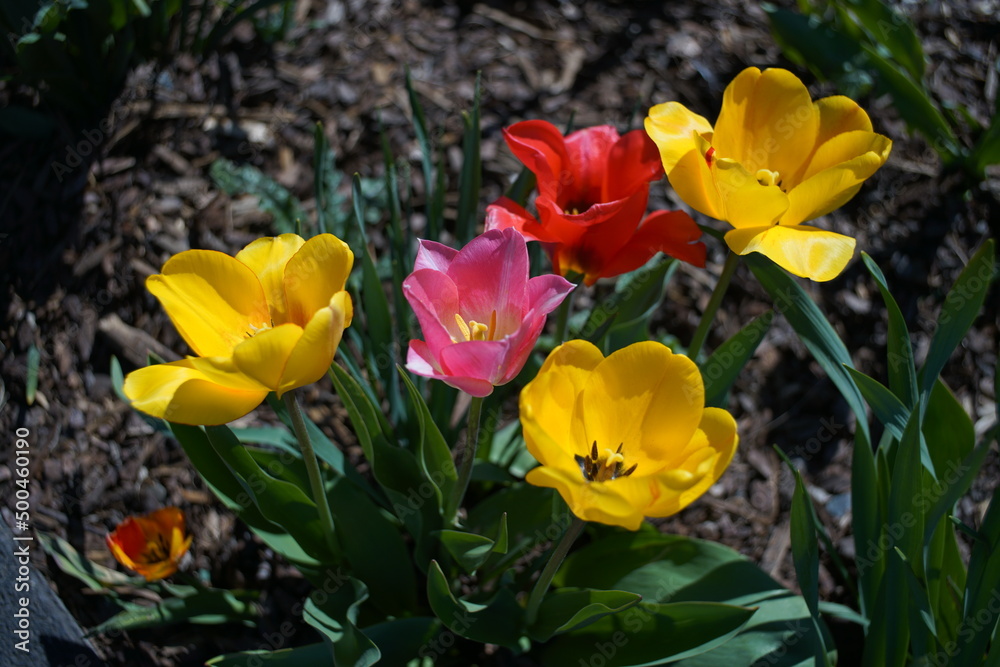 Geöffnete Blüten unterschiedlich gefärbter Tulpen in einem Blumenbeet von oben gesehen und bei Sonnenlicht, pink, gelb und rot Geöffnete Blüten unterschiedlich gefärbter Tulpen in einem Blumenbeet von oben gesehen und bei Sonnenlicht, pink, gelb und rot