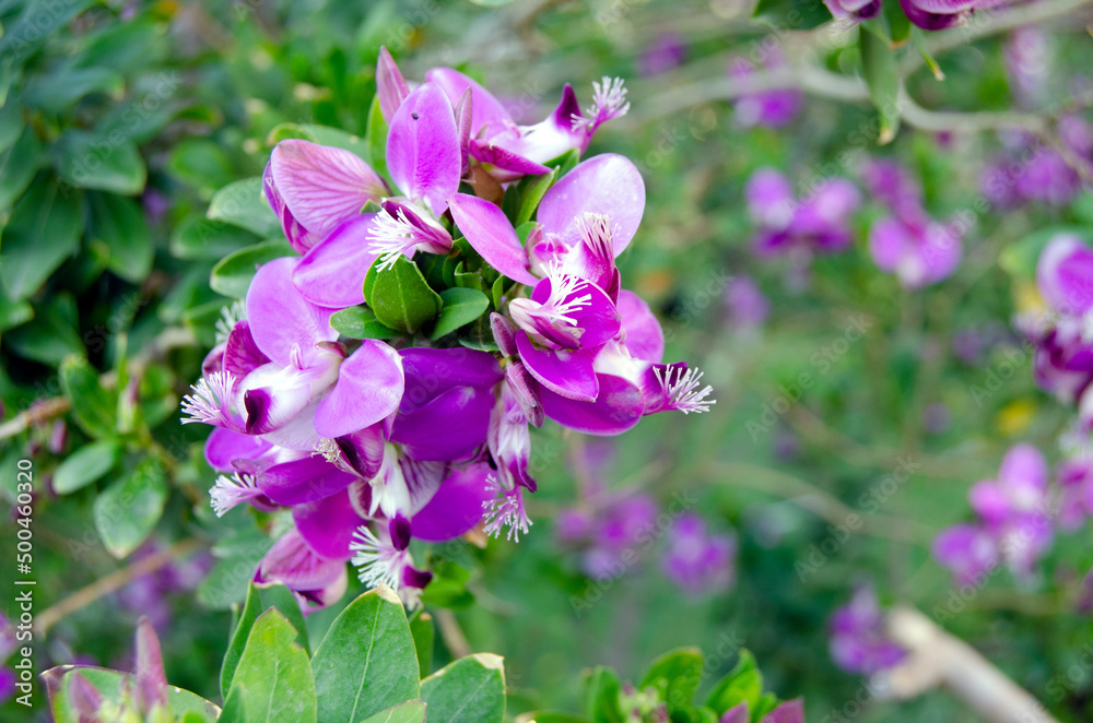 Fototapeta premium Focus blur beautiful violet wild flower in green garden, spring season
