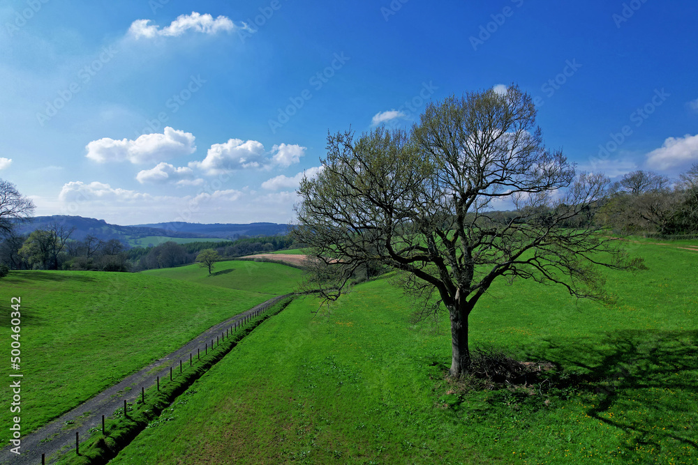 Tree in the field countryside, Bristol, UK Tree in the field countryside, Bristol, UK