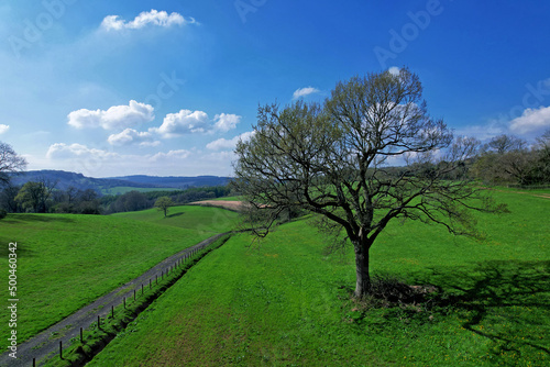 Tree in the field countryside  Bristol  UK