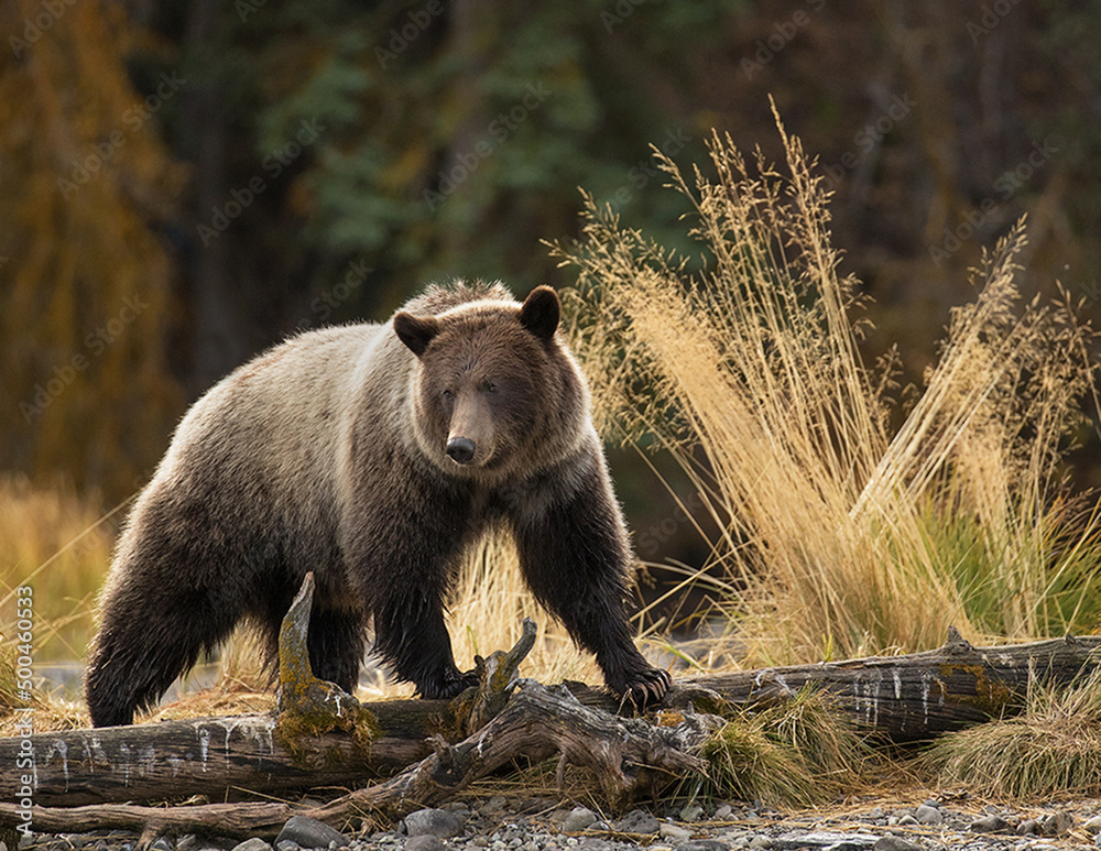 Fototapeta premium brown bear in the woods