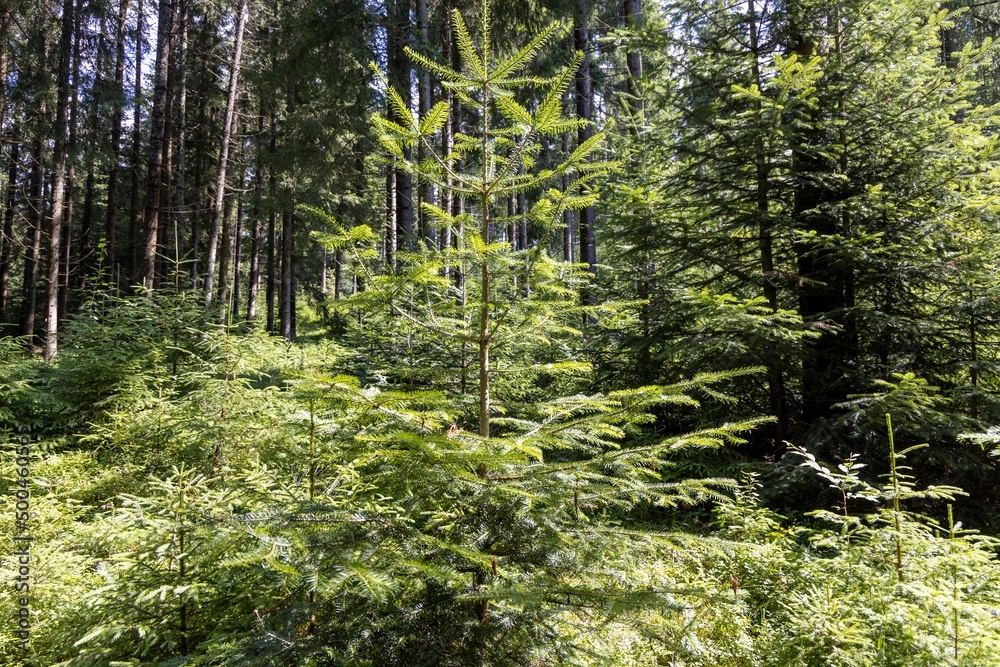 Fototapeta premium Mountain forest in the Ukrainian Carpathians.