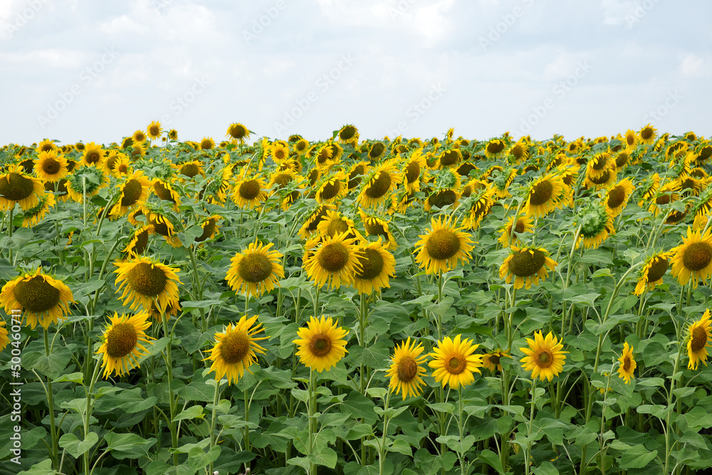 Obraz premium Sunflower field under blue sky on a sunny day. Agricultural landscape.