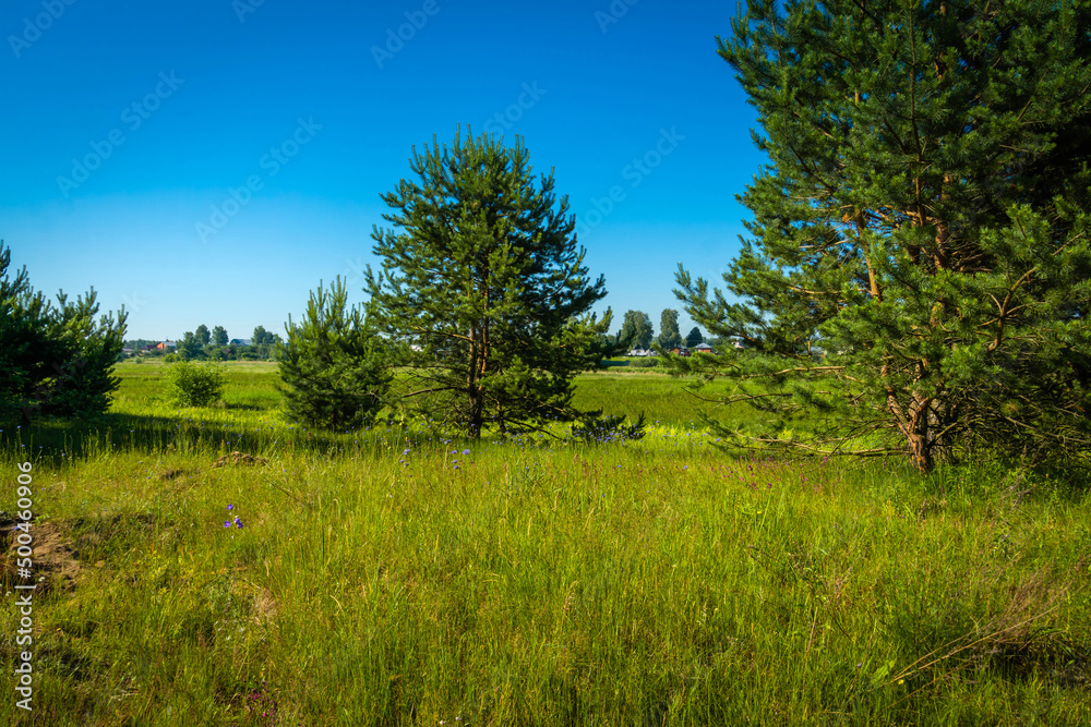 Fototapeta premium Rural landscape green grass and trees