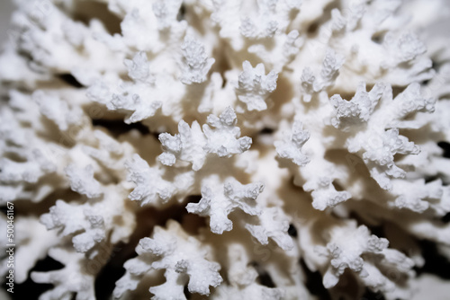 white coral close-up on a blurry background