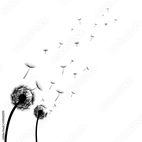 Abstract black dandelion  flying seeds of dandelion  for stock vector