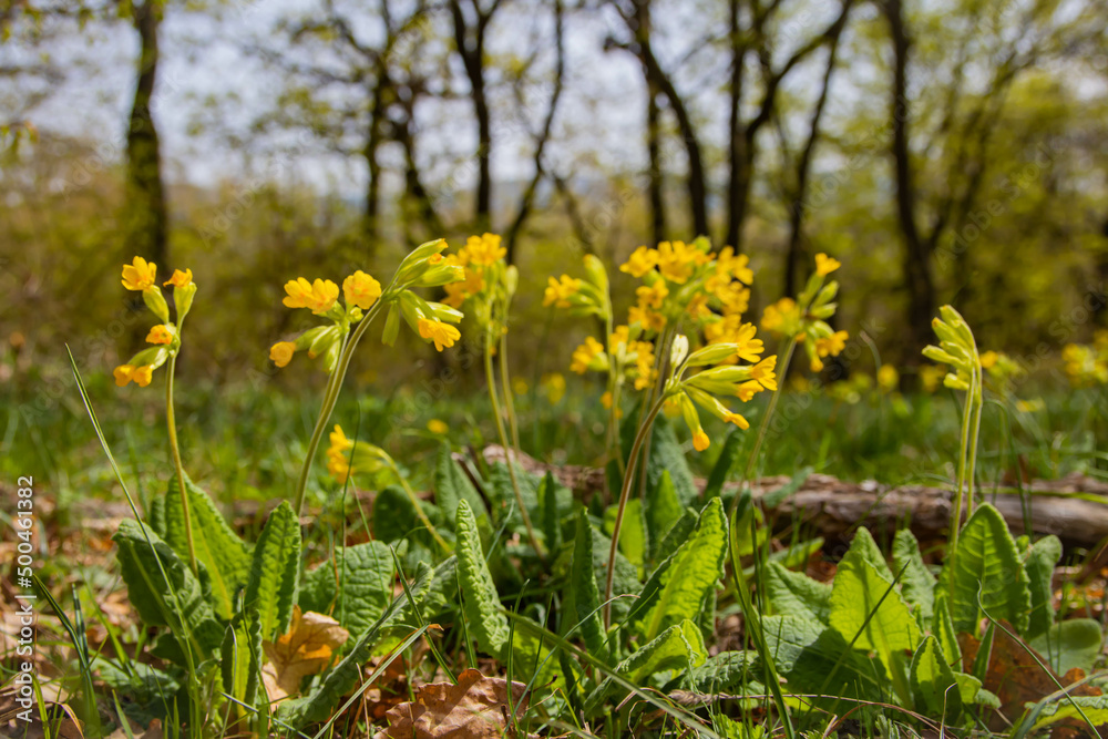 Obraz premium Early spring flowers bloomers (primroses) of European forests. Cowslip paigle (Primula macrocalix) in park forest (wood-meadow), Cowslip flowers (Primula veris) on a spring meadow, close-up,