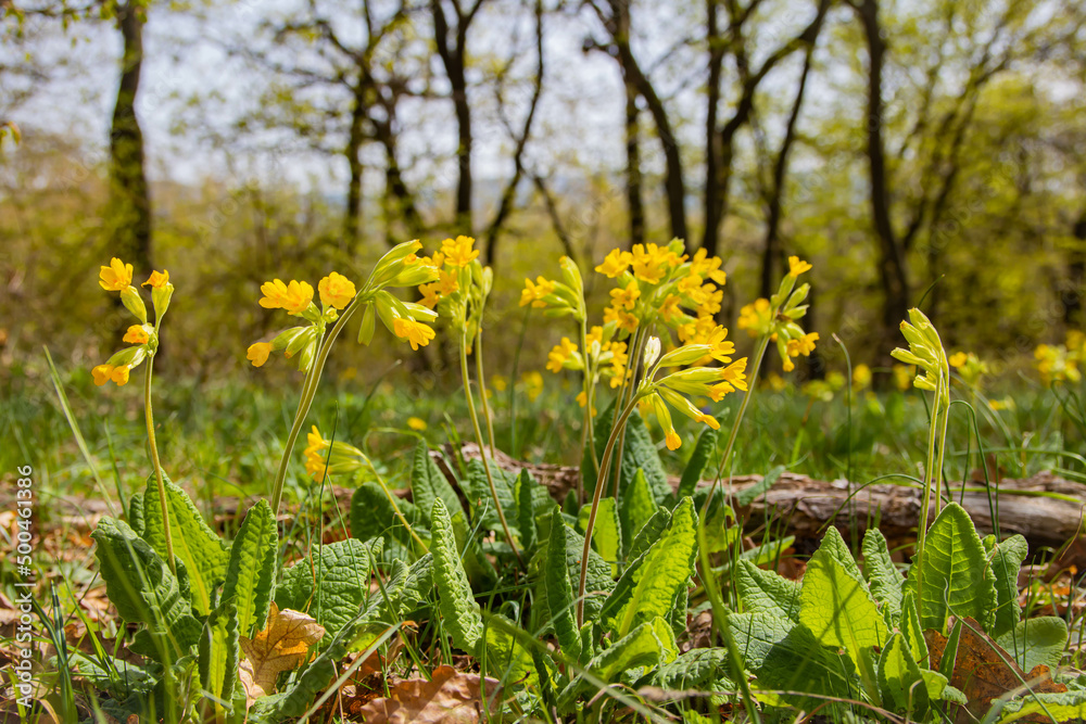 Obraz premium Early spring flowers bloomers (primroses) of European forests. Cowslip paigle (Primula macrocalix) in park forest (wood-meadow), Cowslip flowers (Primula veris) on a spring meadow, close-up,