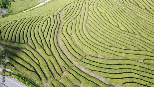 Aerial photograph of the Gorreana tea field photo