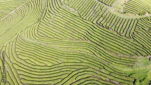 Aerial photograph of the Gorreana tea field