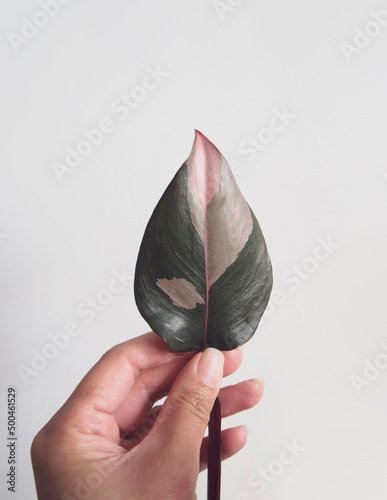 Φωτογραφία Hand holding leaf of Philodendron pink princess (Philodendron erubescens)