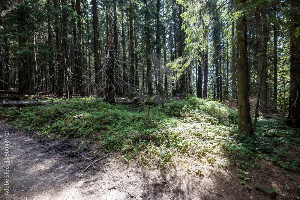 Mountain forest in the Ukrainian Carpathians.