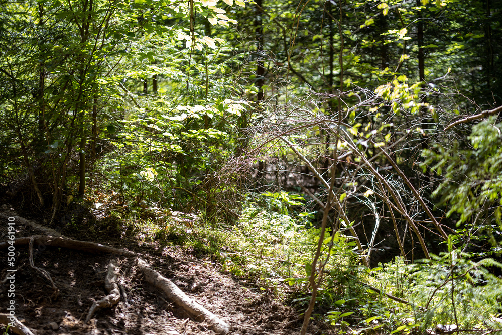 Obraz premium Mountain forest in the Ukrainian Carpathians.
