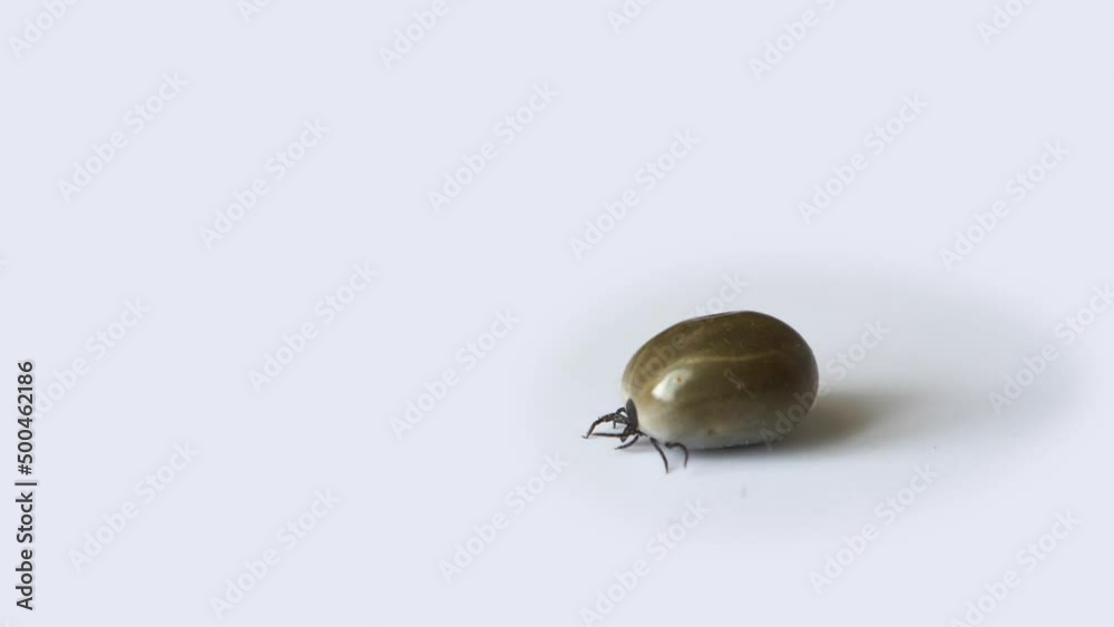 A tick on isolated on white. A tick on isolated on white.
