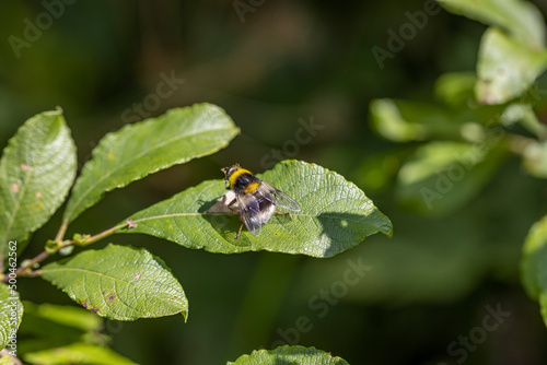 A bee on a green leaf lit by sunlight. Close-up macro view. © Sergey