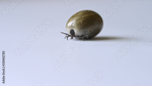 A tick on isolated on white. photo