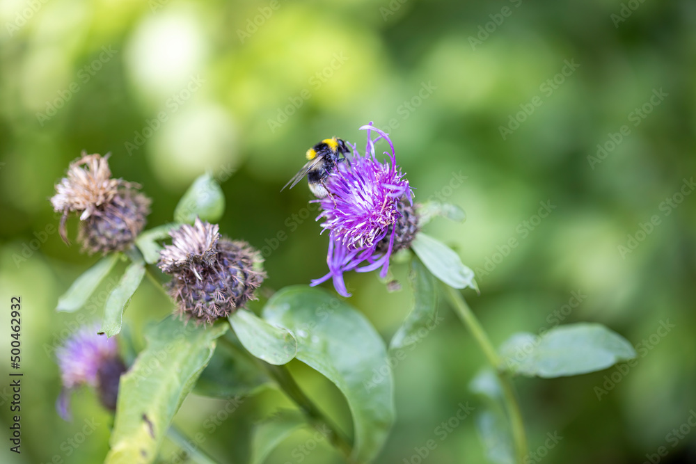A bee on a purple flower. Close-up macro view.