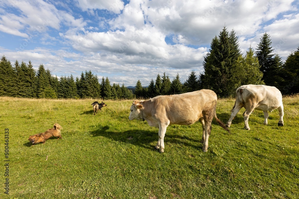 Cows on a green meadow in the Ukrainian Carpathians on a summer day. Cows on a green meadow in the Ukrainian Carpathians on a summer day.