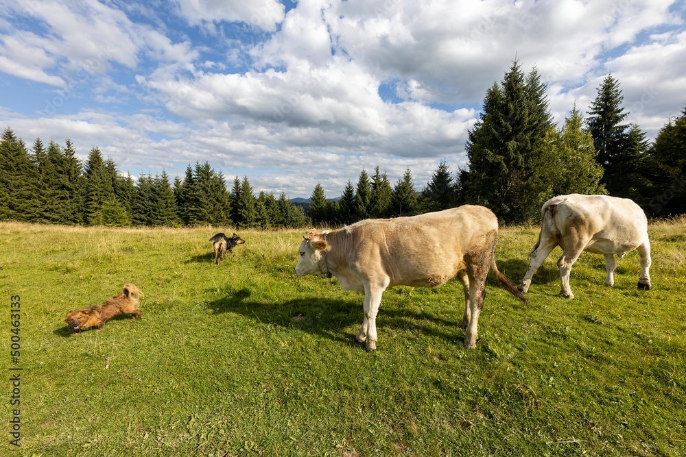 Cows on a green meadow in the Ukrainian Carpathians on a summer day.