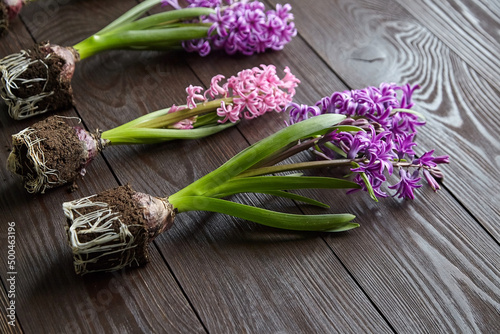 Hyacinth flowers with roots in soil on wooden table  transplanting plants